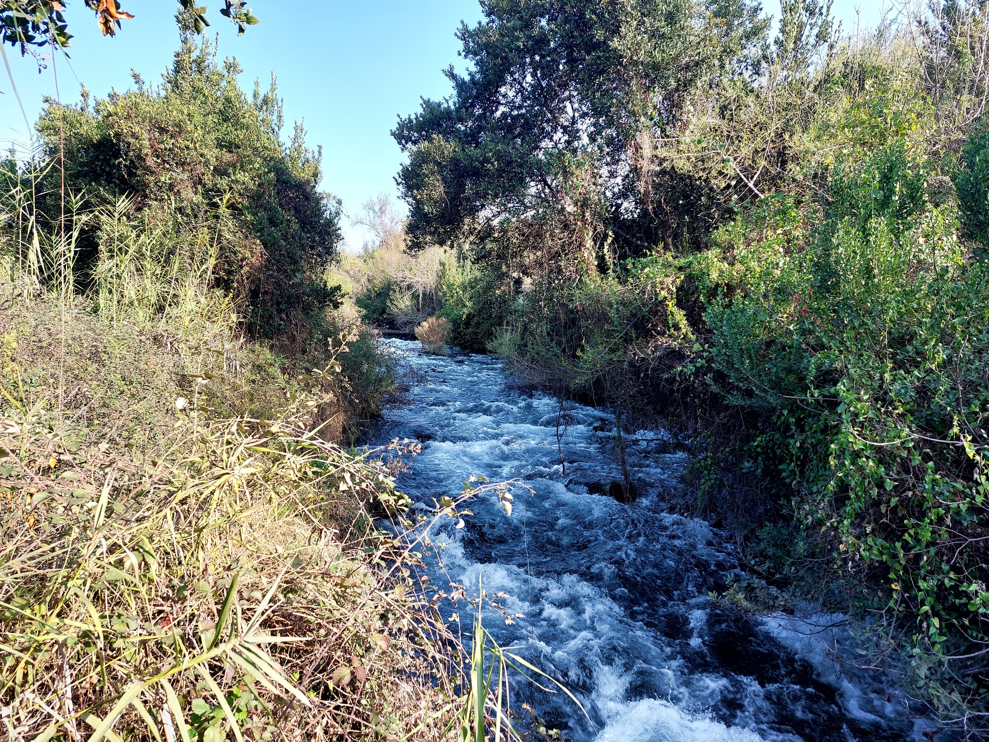 The rushing headwaters of the Jordan River flowing swiftly through lush green vegetation and reeds at the base of the mountain at Caesarea Philippi