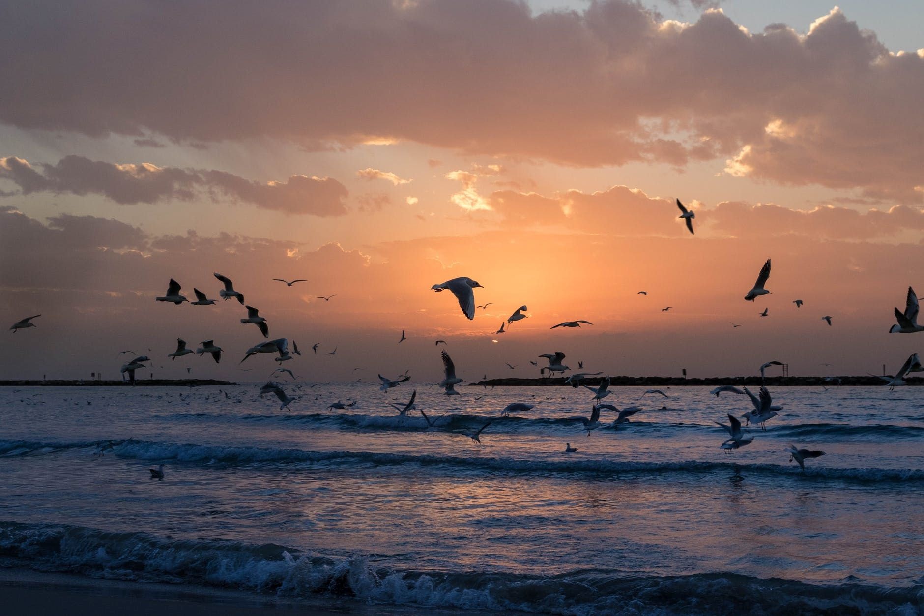Seagulls in flight over the ocean at sunset with golden sky